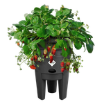 green basics strawberry pot 33cm living black